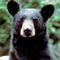 black bear